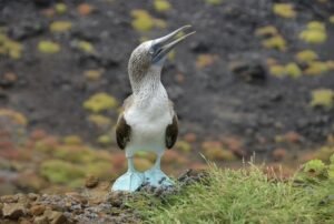 luxury crusies galapagos land based 5 days blue