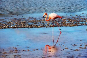 luxury crusies galapagos land based 5 days flaminco