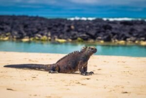 luxury crusies galapagos land based 5 days iguana