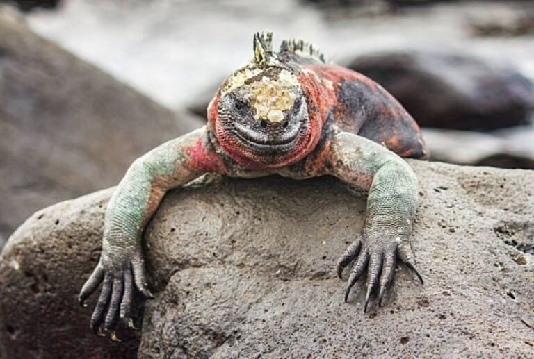 luxury crusies galapagos land based 5 days iguana