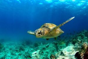 luxury crusies galapagos land based 5 days marine turtle