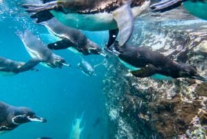 luxury crusies galapagos land based 5 days penguins