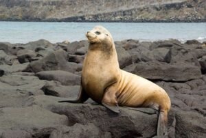 luxury crusies galapagos land based 5 days sea lion
