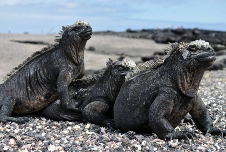 luxury cruises galapagos