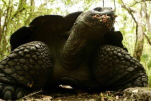 Galapagos Intensive 5 days land base 3 Islands